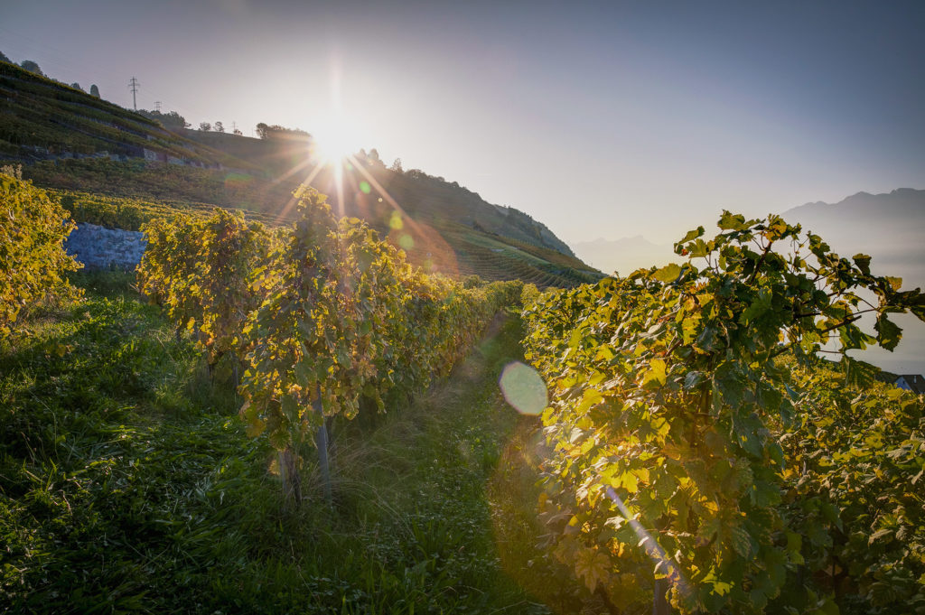 vignopble_soleil