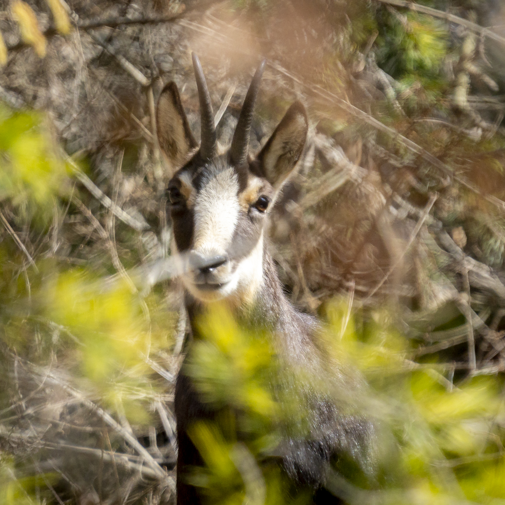 skampypictures-chamois-2_s